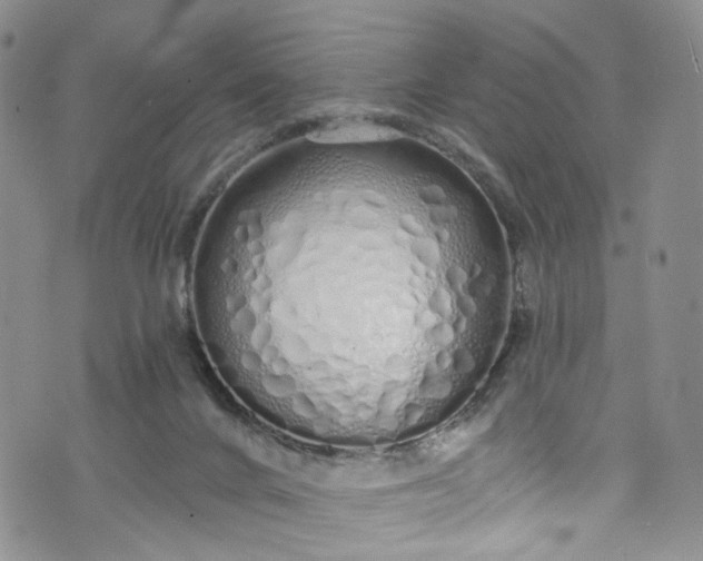 X0000072990024200608041319