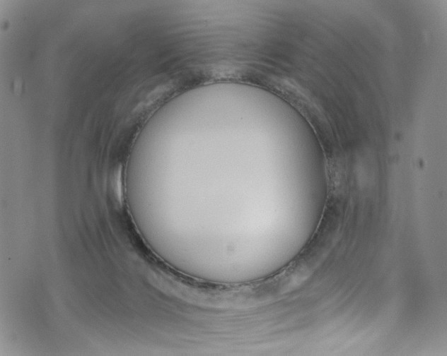 X0000072990028200608041319