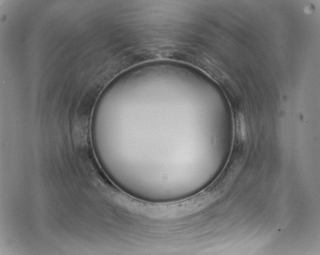 X0000072990030200608041319