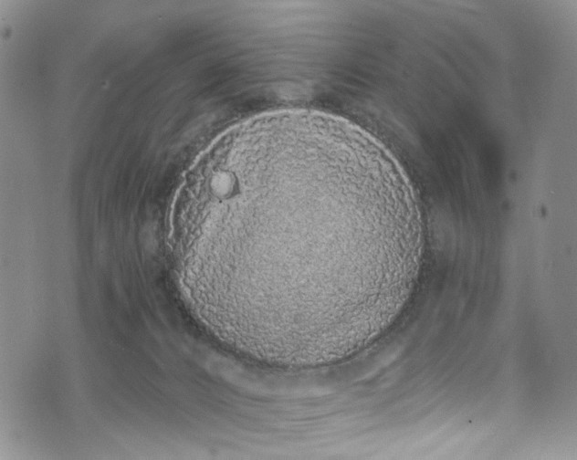 X0000072990032200608041319