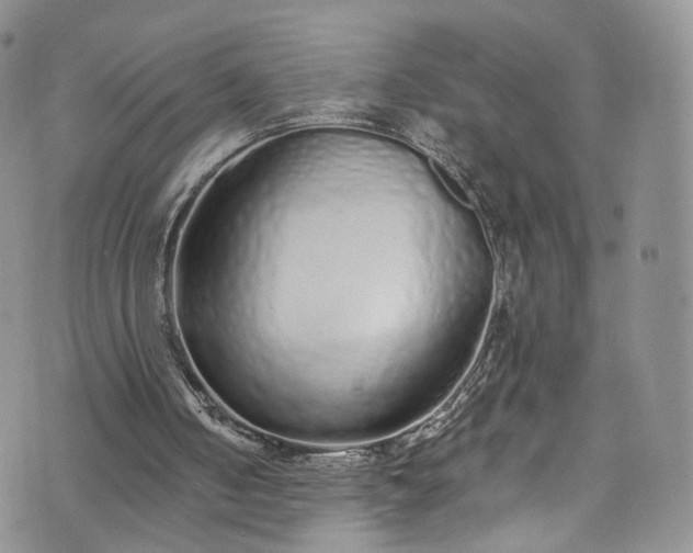 X0000072990050200608041318