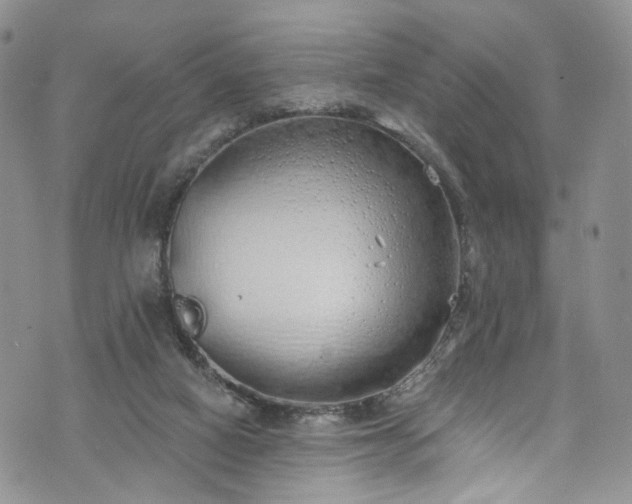 X0000072990066200608041319