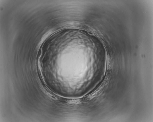 X0000072990099200608041318