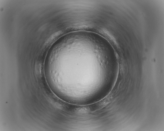 X0000072990115200608041318