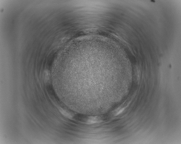 X0000072990130200608041318