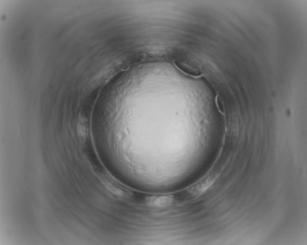 X0000072990135200608041318