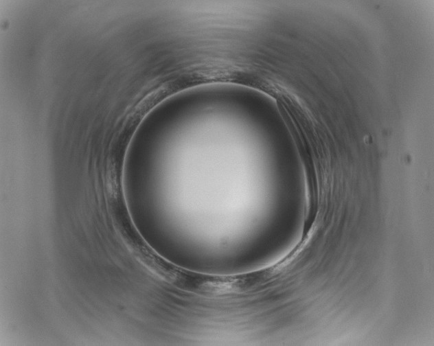 X0000072990170200608041317