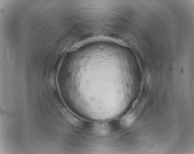 X0000072990185200608041317