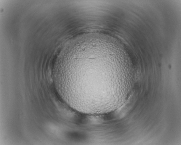 X0000072990187200608041317