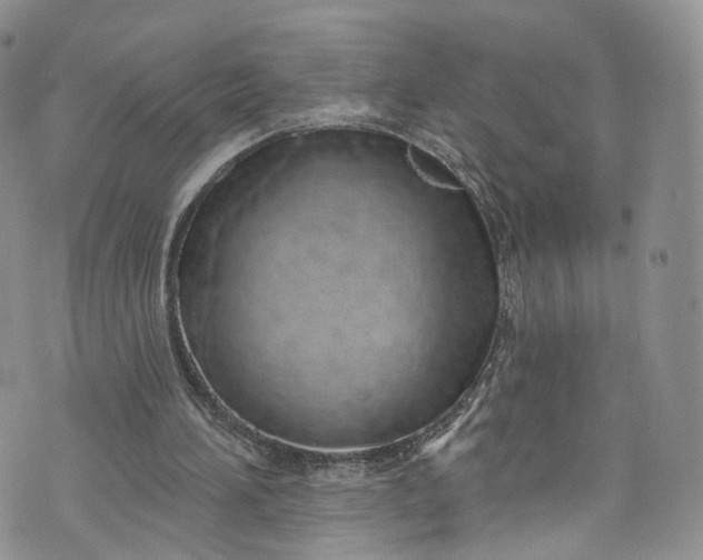 X0000072990196200608041317