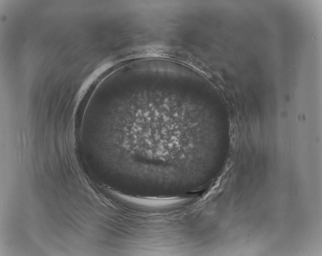 X0000072990200200608041317