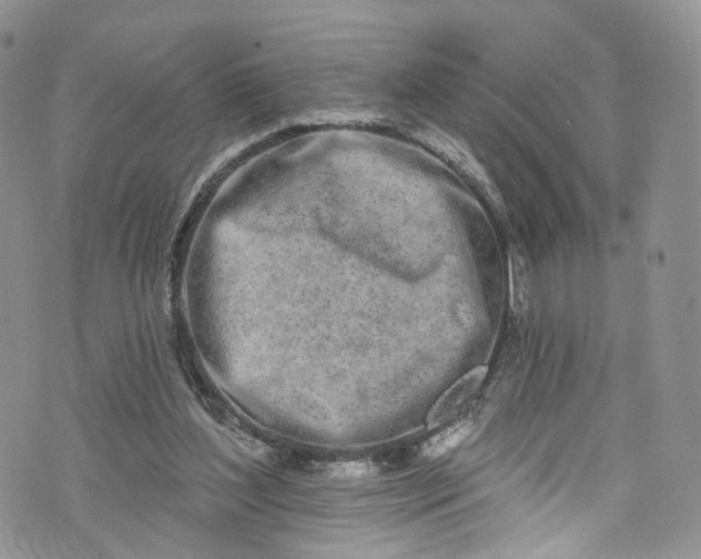 X0000072990204200608041316