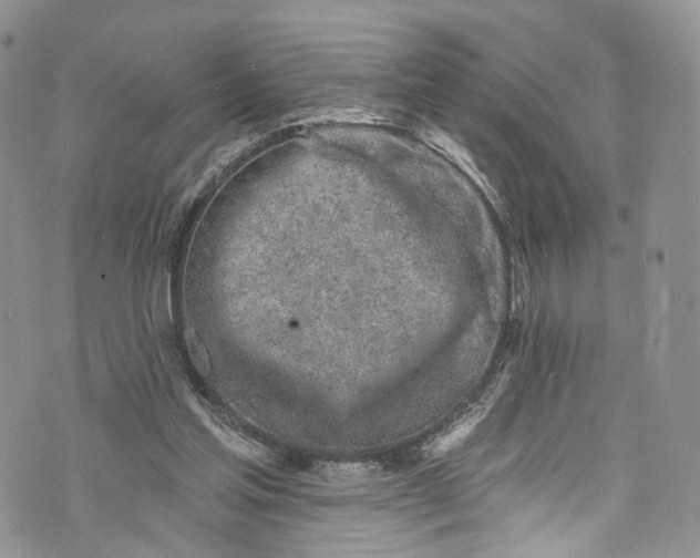 X0000072990205200608041316