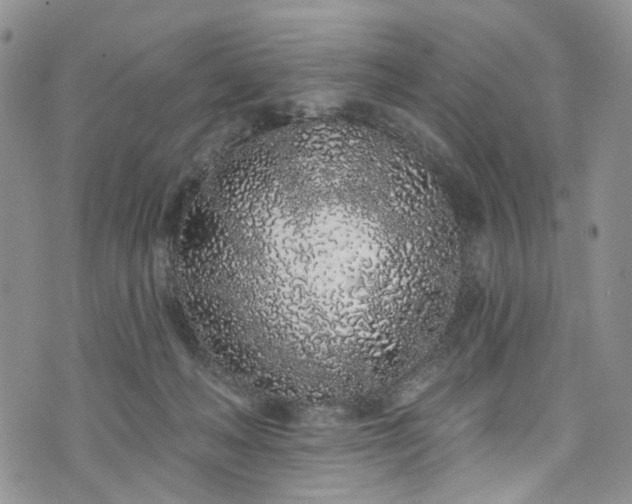 X0000072990222200608041316