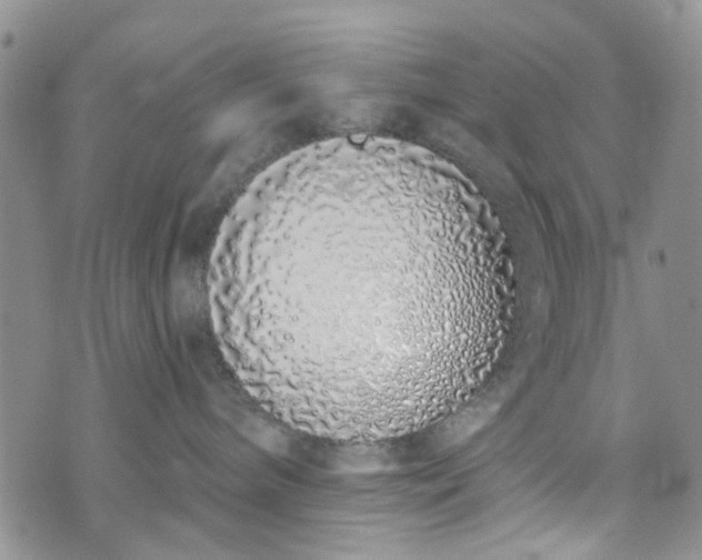 X0000072990240200608041316