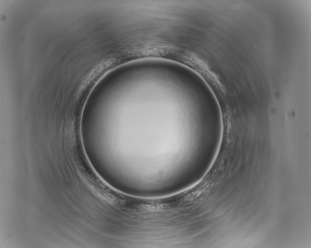 X0000072990250200608041315