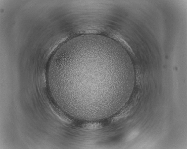 X0000072990251200608041315