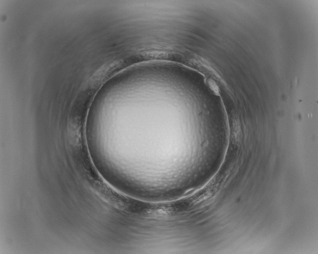 X0000072990259200608041315