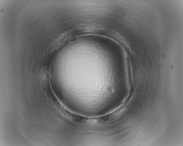 X0000072990265200608041315