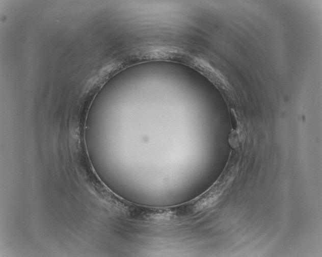 X0000072990306200608041315