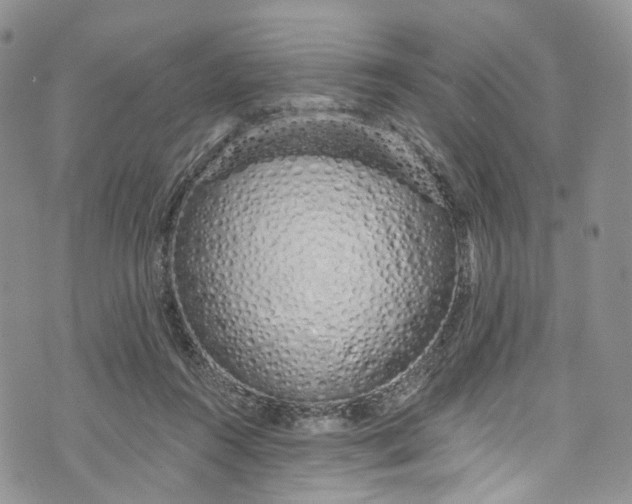 X0000072990360200608041314