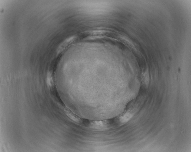 X0000072990381200608041314