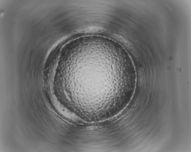 X0000072990392200608041313