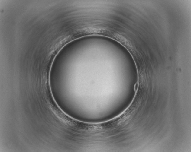 X0000072990398200608041313