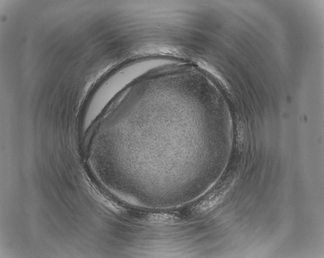 X0000072990399200608041313