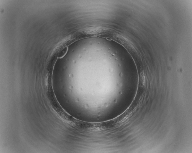 X0000072990404200608041313