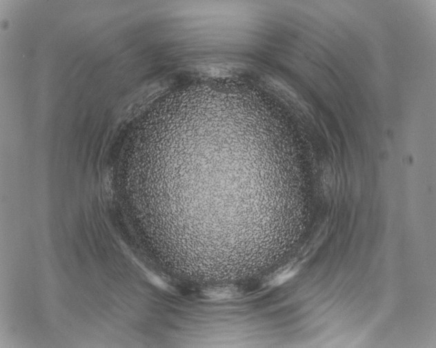 X0000072990410200608041313