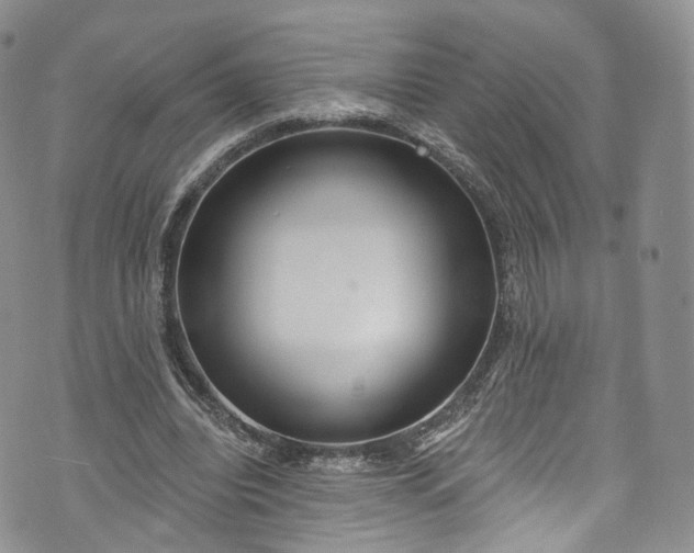 X0000072990440200608041312