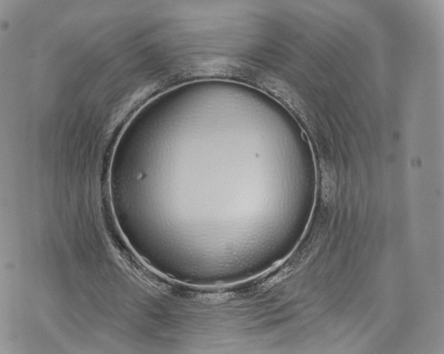 X0000072990482200608041312