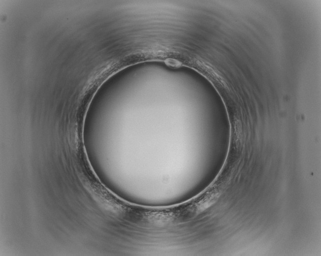 X0000072990494200608041312