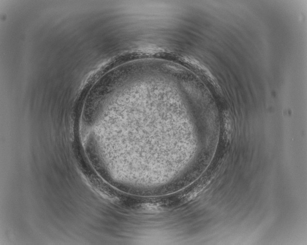 X0000072990496200608041312