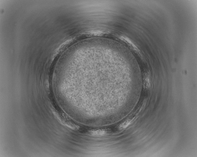 X0000072990500200608041312