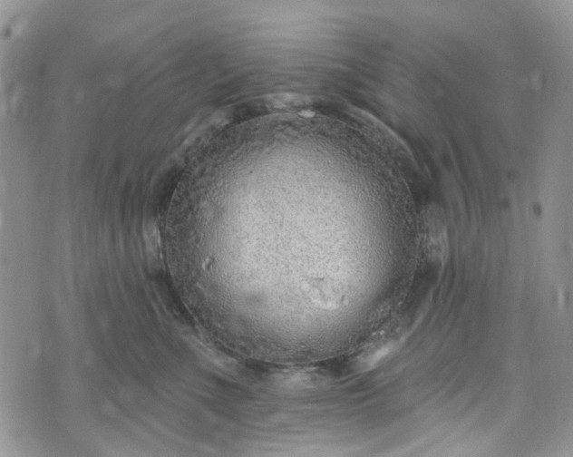 X0000072990523200608041311