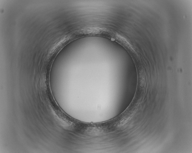 X0000072990538200608041310