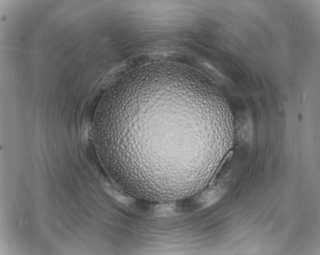 X0000072990574200608041311