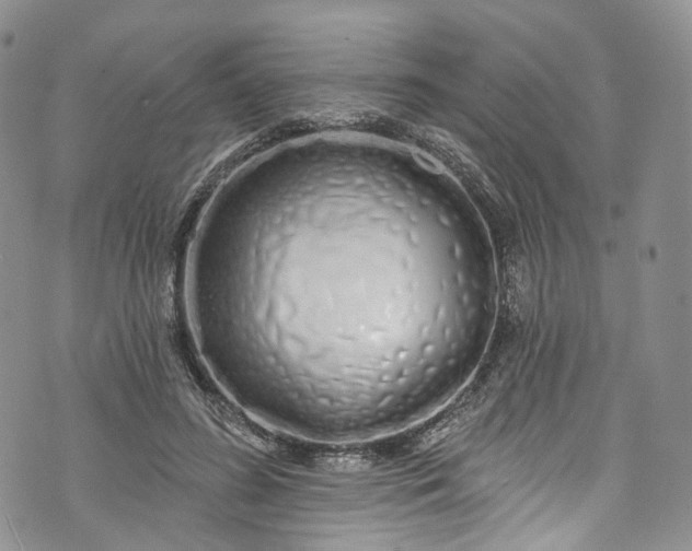 X0000072990596200608041310