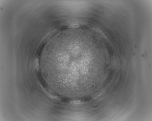 X0000072990598200608041310