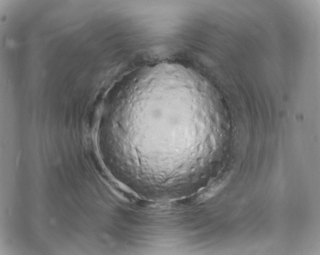 X0000072990624200608041310