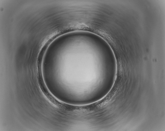 X0000072990630200608041309