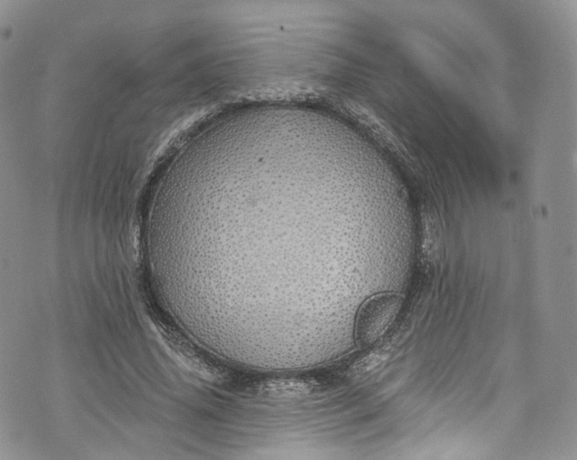 X0000072990636200608041309