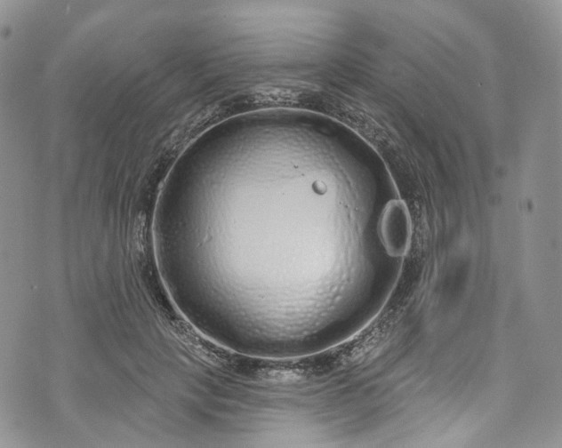 X0000072990649200608041309