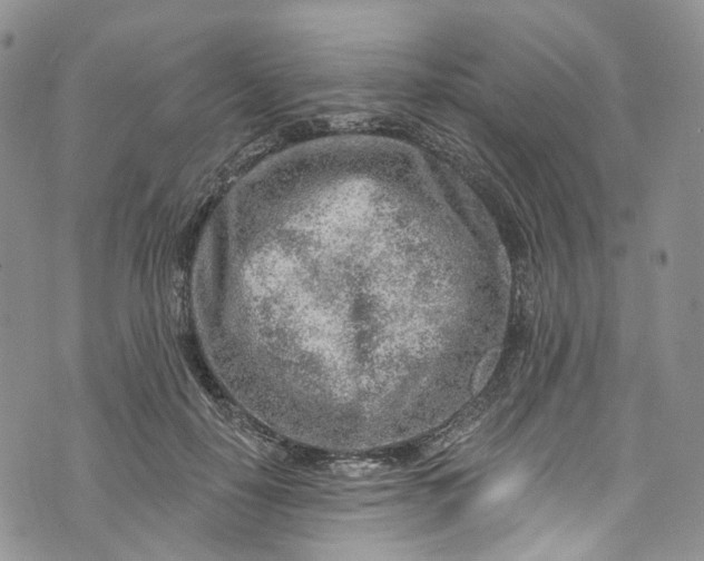 X0000072990650200608041309