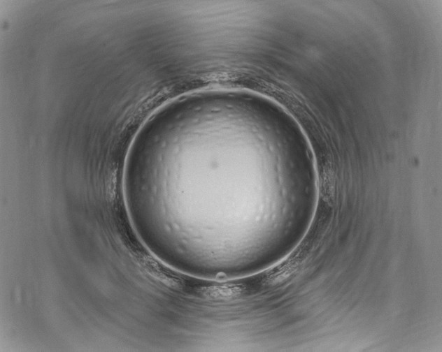 X0000072990652200608041309