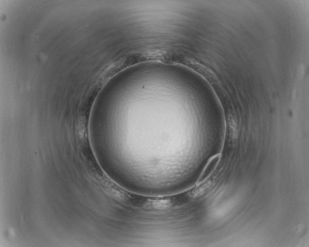 X0000072990665200608041309