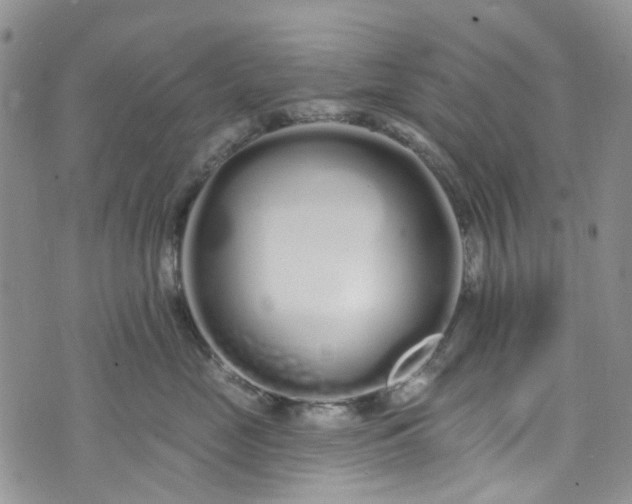 X0000072990669200608041309