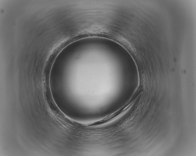 X0000072990680200608041309